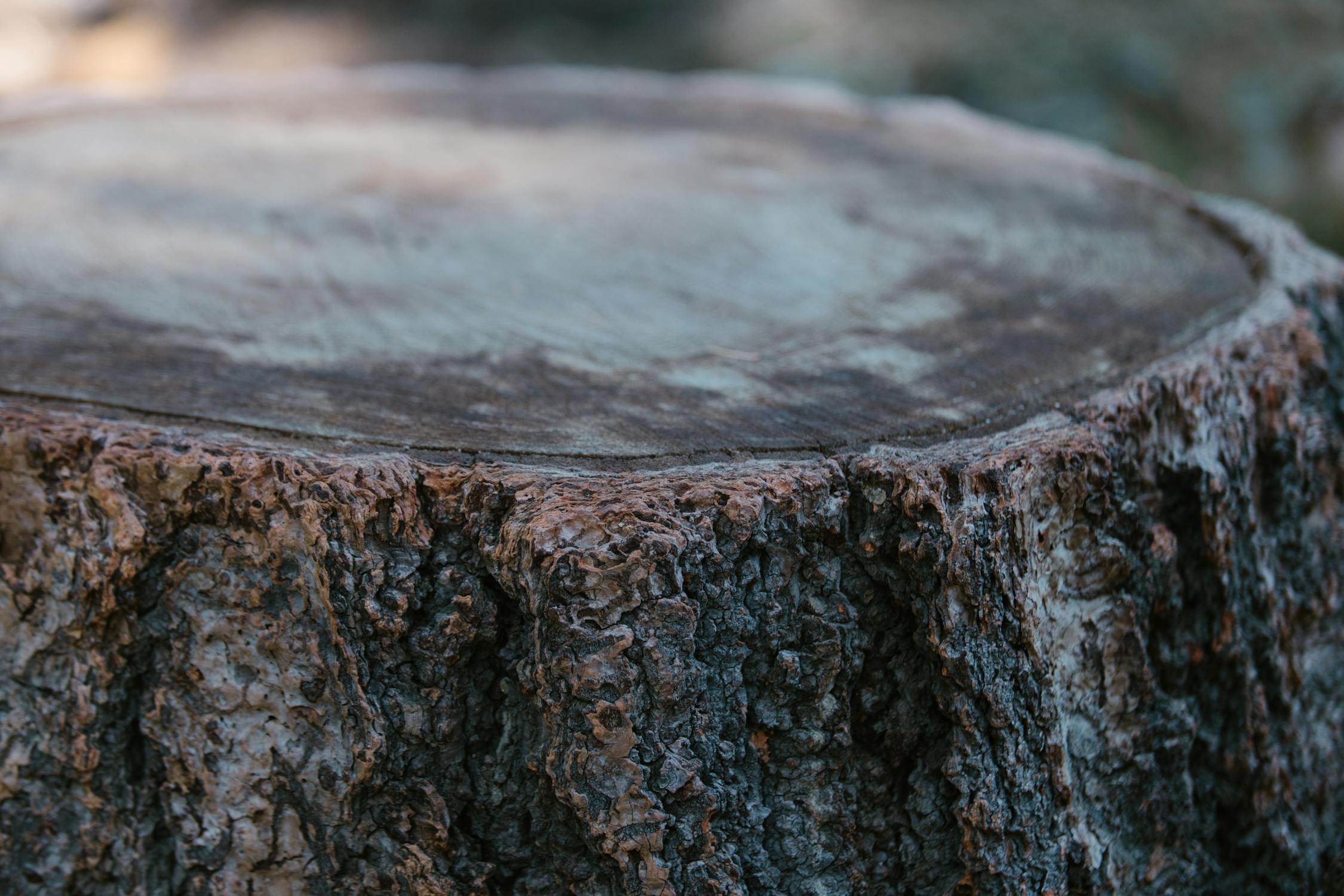 Tree Stump Removal and Griding Christchurch