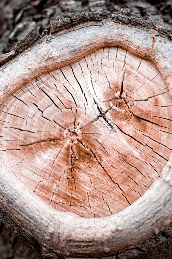 Christchurch Tree Stump Removal and Grinding